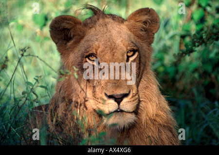 Un giovane leone maschio (Panthera Leo) in Sud Africa il Parco Nazionale Kruger. Foto Stock