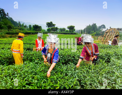 Dong nazionalità donne picking tè nella piantagione di tè Foto Stock