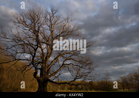 Albero di quercia di caduta Foto Stock