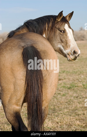 Dun cavallo colorati vista dal retro con testa di cavallo rivolto all'indietro Foto Stock