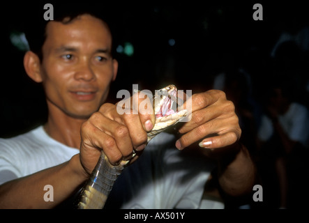 Uomo tailandese, gestore di serpente, movimentazione snake, snake, serpenti, mae sa fattoria di serpenti, Chiang Mai e Chiang Mai provincia, Thailandia, sud-est asiatico, in Asia Foto Stock