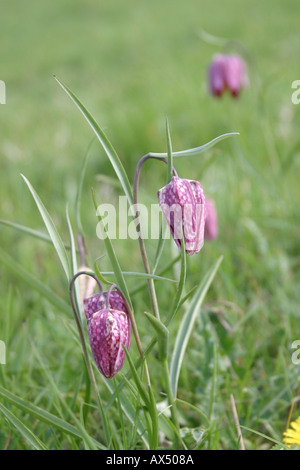 Fritilleries Fritillaria meleagris serpenti testa Fritillary fiore Foto Stock