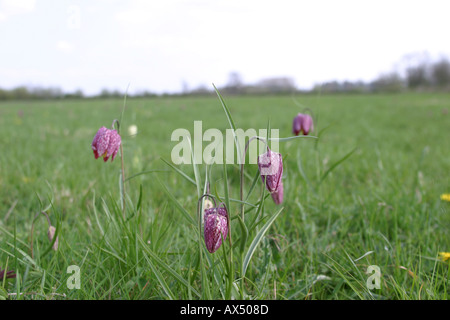 Fritilleries Fritillaria meleagris serpenti testa Fritillary fiore Foto Stock