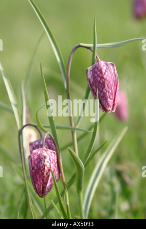 Fritilleries Fritillaria meleagris serpenti testa Fritillary fiore Foto Stock