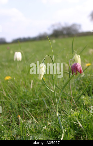 Fritilleries Fritillaria meleagris serpenti testa Fritillary fiore Foto Stock