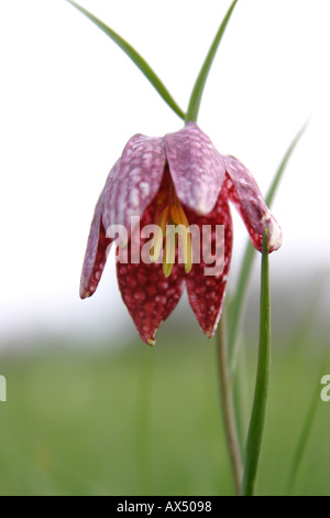 Fritilleries Fritillaria meleagris serpenti testa Fritillary fiore Foto Stock