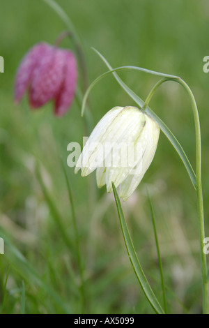 Fritilleries Fritillaria meleagris serpenti testa Fritillary fiore Foto Stock