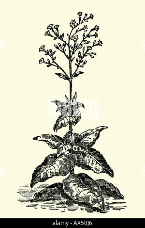 Pianta di tabacco. Illustrazione di antiquariato. 1900 Foto Stock