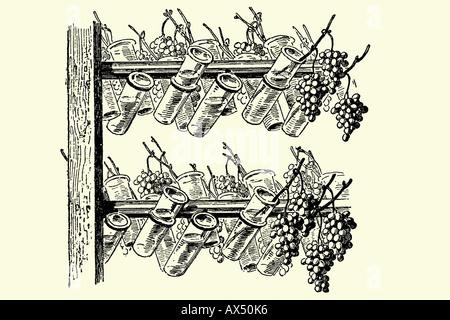 Bottiglie di vetro per preservare l'uva. Illustrazione di antiquariato. 1900 Foto Stock