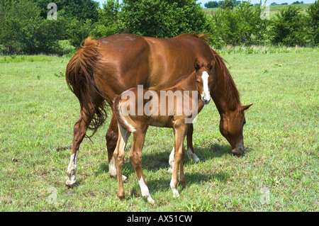 Un sorrel quarter horse mare e il pascolo di puledro in un pascolo. Oklahoma, Stati Uniti d'America. Foto Stock