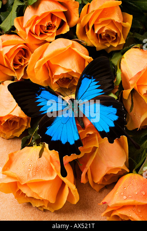 Blu e nero farfalla sulla rose giallo Foto Stock