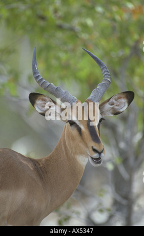 Di fronte nero Impala Aepycerus melampus petersi close up della testa della Namibia Foto Stock