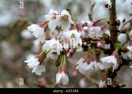 PRUNUS INCISA KOJO NO MAI Foto Stock