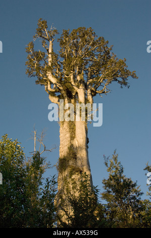 Alerce albero (Fitzroya cupressoides) Selvatica, Alerce Andino Parco Nazionale del Cile Foto Stock