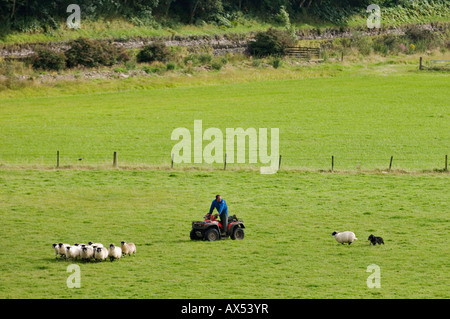 Imprenditore su quattro Wheeler e Border Collie radunare le pecore attraverso pascoli Kilmartin Scozia Scotland Foto Stock