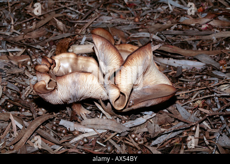 Ghost Fungus-Omphalotus nidiformis-famiglia Marasmiaceae Foto Stock