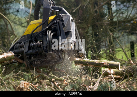 Testa di raccolta la raccolta di legname Carmarthenshire Galles Foto Stock