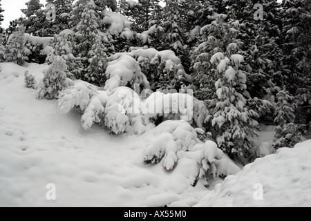 Alberi congelati, piegata con il peso della neve pesante. Foto Stock