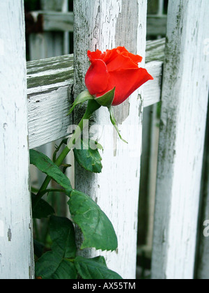 White Picket Fence rose rosse e bandiera americana il 4 luglio a Rockport, Massachusetts Foto Stock
