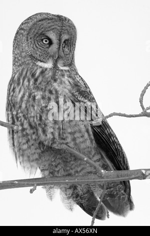 Un grande gufo grigio siede sullaparte superiore di un ramo di albero scouting per i prodotti alimentari Foto Stock