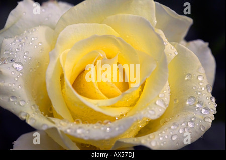 Close up di rosa gialla con gocce d'acqua su sfondo nero Foto Stock