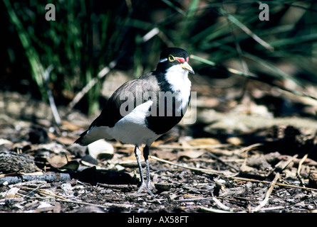 Nastrare pavoncella-Vanellus tricolore-famiglia Charadriidae Foto Stock