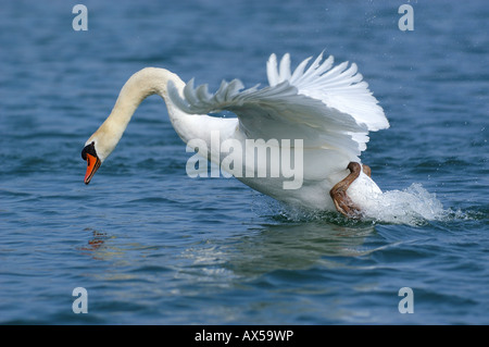 Cigno (Cygnus olor) a partire in acqua Foto Stock