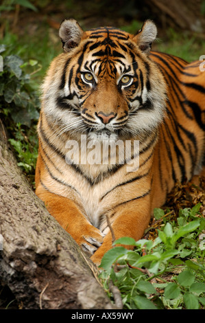 La tigre di Sumatra (Panthera tigris sumatrae) Foto Stock