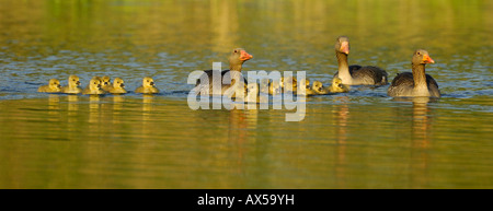 Graylag oche (Anser anser) con pulcini Foto Stock