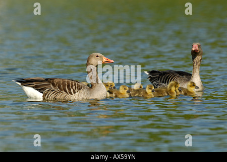 Graylag oche (Anser anser), la famiglia con pulcini Foto Stock