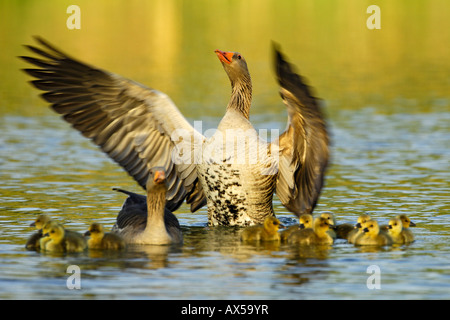 Graylag oche (Anser anser), la famiglia con i pulcini, gander sbattimenti ali Foto Stock