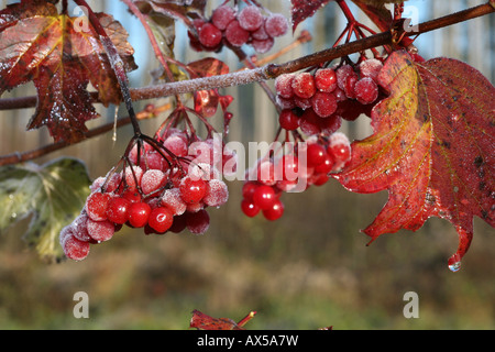 Viburno-rose (Viburnum opulus) con brina, Allgaeu, Germania Foto Stock