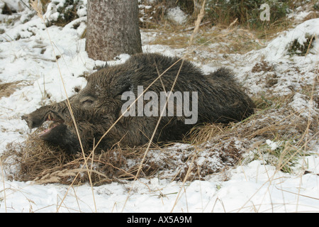 Il cinghiale (Sus scrofa), maschio, giacente nella foresta in inverno Foto Stock