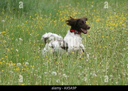 Piccolo Munsterlander, cane da caccia, saltare in un prato Foto Stock