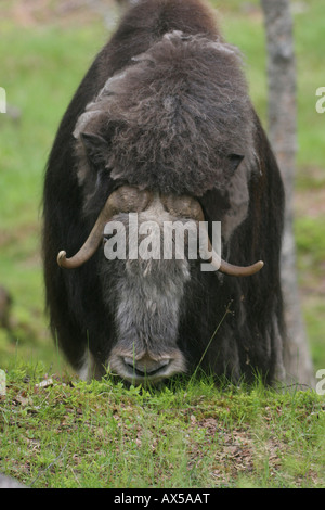 Musk Ox (Ovibos moschatus), Norvegia Foto Stock