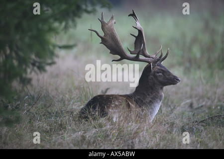 Appoggio daini (Cervus dama), solchi stagione Foto Stock