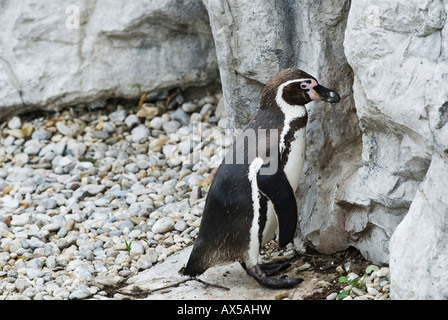 I pinguini Jackass davanti la Grotta di nesting, Speniscus demersus Foto Stock
