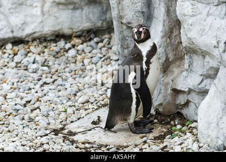 I pinguini Jackass davanti la Grotta di nesting, Speniscus demersus Foto Stock