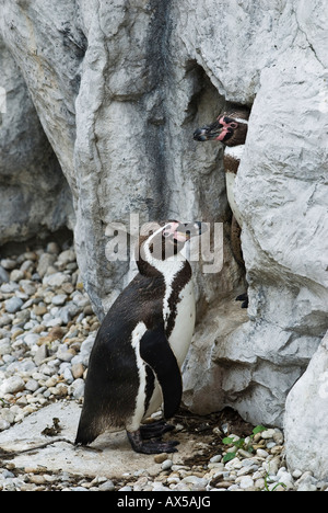 I pinguini Jackass nella grotta di nesting, Speniscus demersus Foto Stock