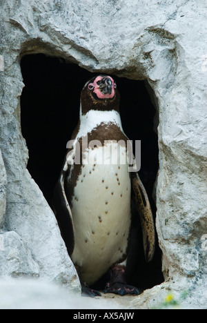 Jackass Penguin nella grotta di nesting, Speniscus demersus Foto Stock