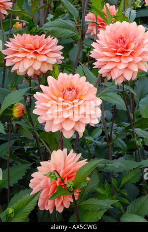 Dahlia (Dahlia hybrida), Yelno armonia varietà Foto Stock