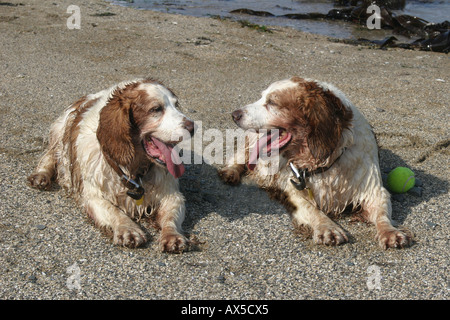 Due grandi vecchi cani umido giacente su di una spiaggia di ciottoli Foto Stock