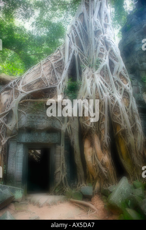 Ta Phrom Jungle Tempio templi di Angkor Siem Reap Cambogia Asia Foto Stock