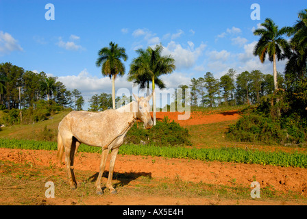 Cavallo in piedi di fronte a un campo di tabacco, re palme di Vinales, Pinar del Rio, Cuba, Caraibi Foto Stock