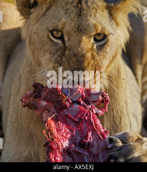 Loewe (Panthera leo), lion chiudere fino a uccidere, Massai Mara, Kenya Foto Stock