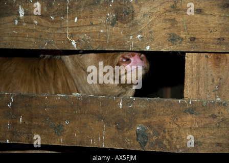 Stock Foto di una settimana di età Limousin croste naso inserimenti attraverso una recinzione di legno Foto Stock