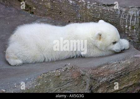 Orso polare (Ursus maritimus) cub, uno di due gemelli nati Dicembre 2007 presso lo Zoo di Schoenbrunn, Vienna, Austria, Europa Foto Stock