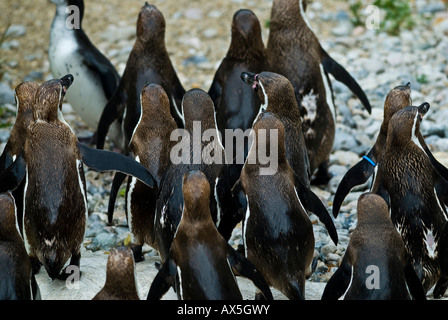 Gruppo di pinguini Jackass dal retro, Speniscus demersus Foto Stock