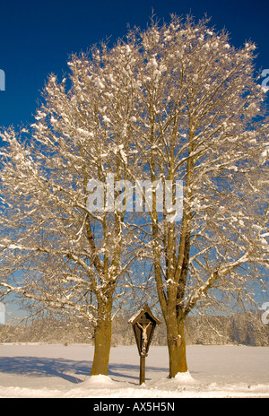 Coperte di neve ed alberi a croce lungo il tragitto, Kochel, Alta Baviera, Germania, Europa Foto Stock