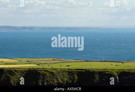 Costa atlantica dell'ovest Irlanda con vacche su un pascolo Foto Stock
